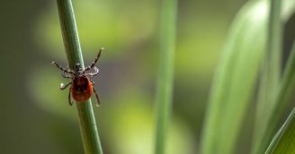Discovery Radio - Episode #87: Lyme Disease: Tick Talk & Related Research